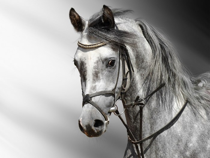 Grey horse with bridle