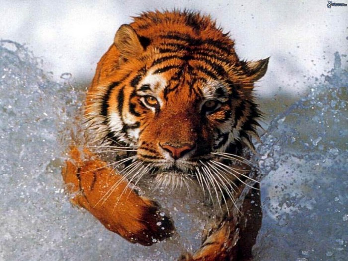 Fierce Tiger Charging Through Water