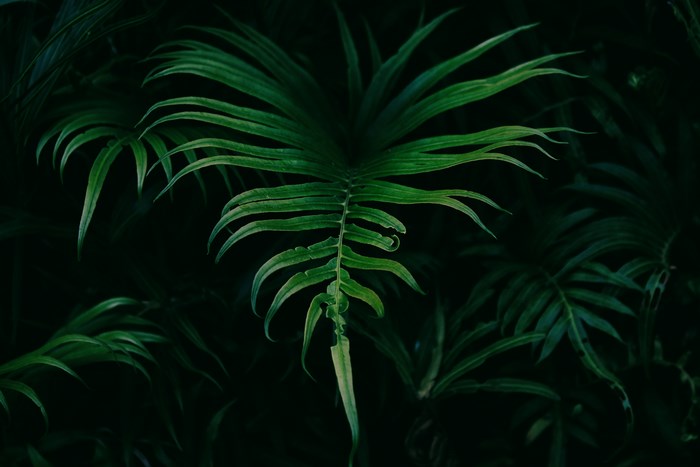 Close-up of a dark green fern leaf