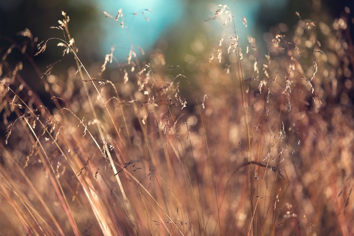 Golden Wheat Field During Golden Hour