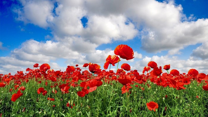 Field of red poppies under a blue sky