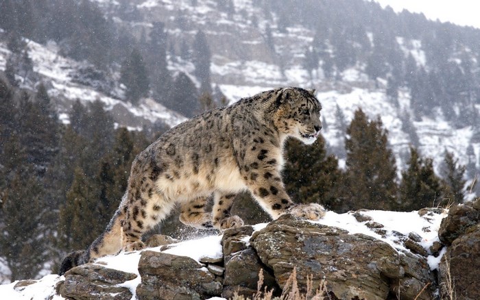 Snow leopard walking on rocks in snow