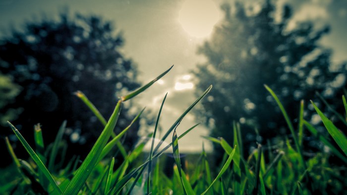 Close-up of grass blades with sun and trees in background