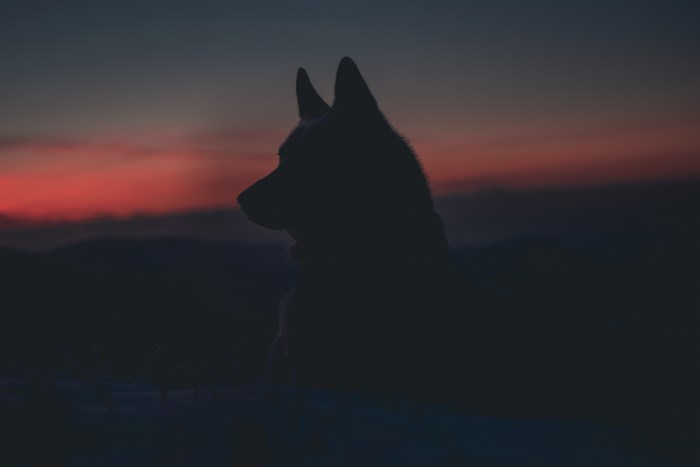 Silhouette of Husky Dog Against Sunset Sky