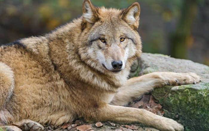 Wolf resting on rocks in a forest