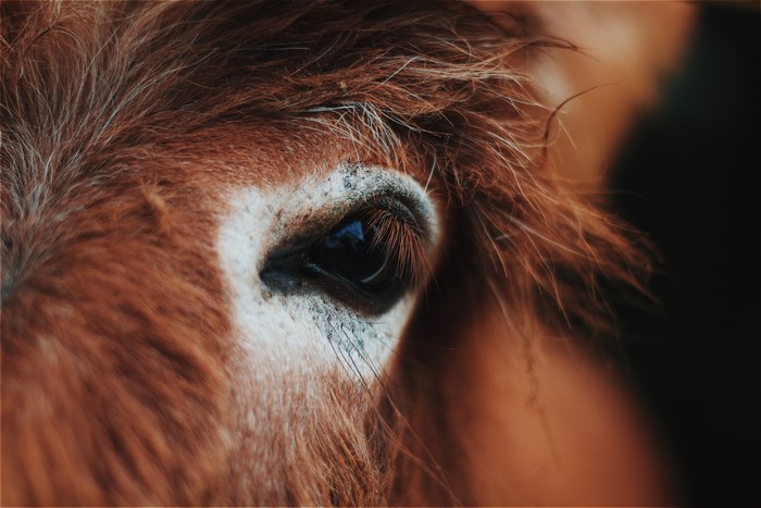 Close-up of a brown horse's eye and mane