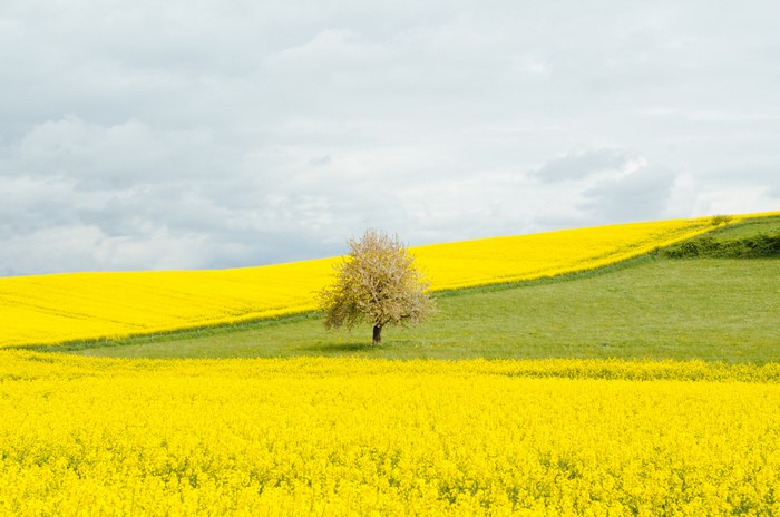Lonely Tree in Yellow Flower Meadow Landscape