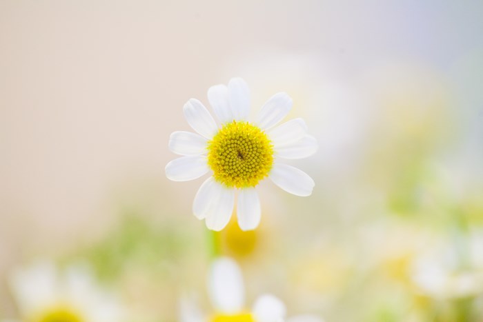 Close-up of a white daisy with a yellow center