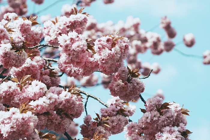 Pink cherry blossoms on a blue sky