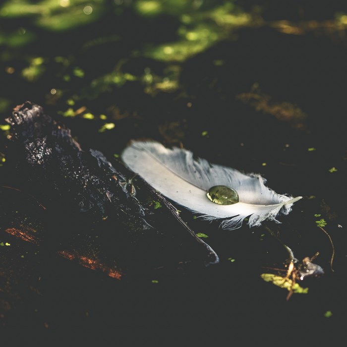 White feather with water droplet on wood