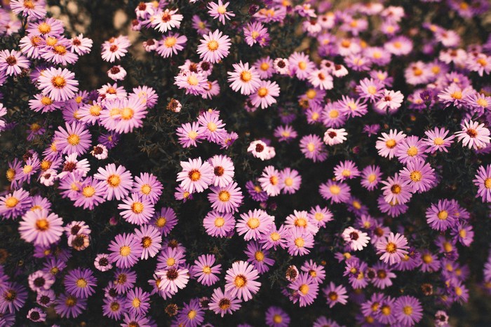 #5420880 5184x3456 #flower, #field, #garden, #purple, #plant, #flower ...