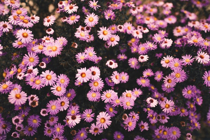 Purple and pink asters in a field