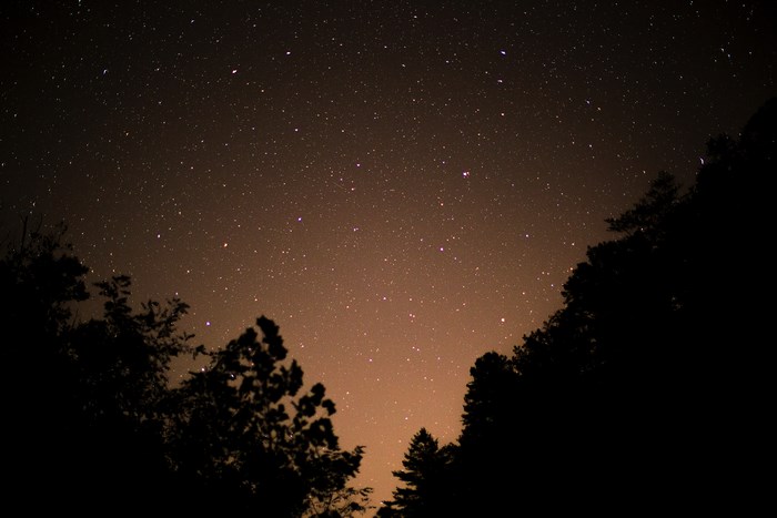 Starry night sky over silhouetted trees
