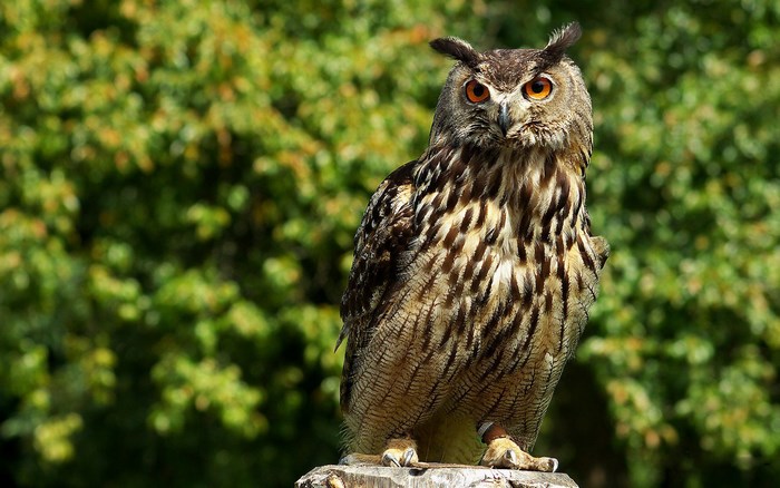 Great Horned Owl perched on a stump