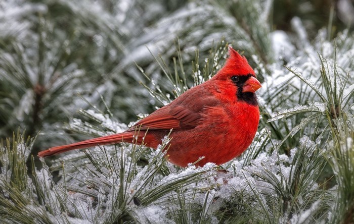 Northern Cardinal on Pine Branches with Snow
