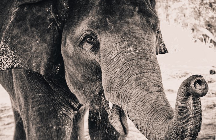 Black and white portrait of an elephant