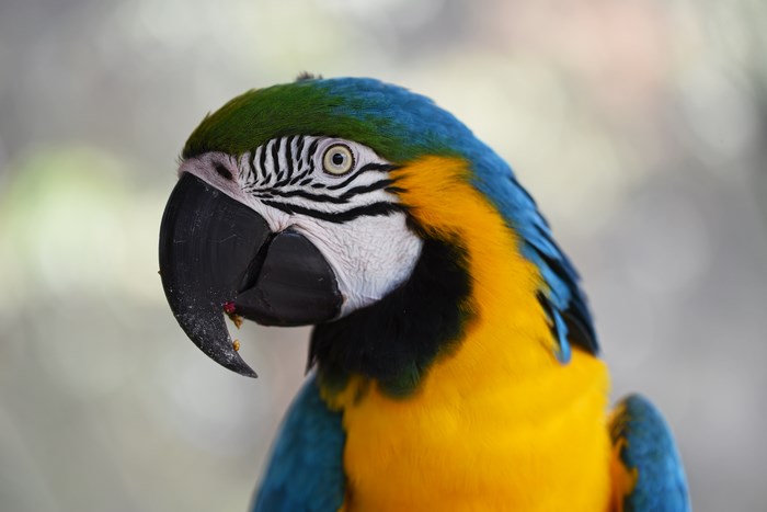 Vibrant Blue-and-Gold Macaw Close-Up Portrait