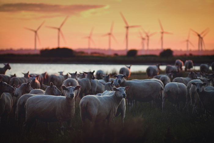 Sheep grazing near wind turbines at sunset