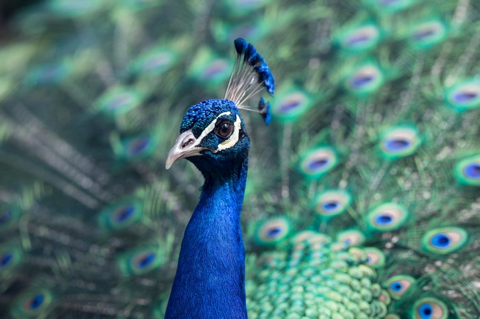 Close up of a male peacock's head and tail
