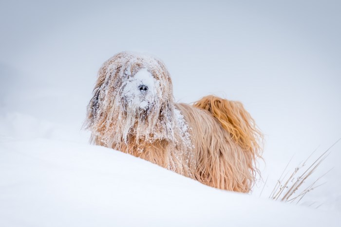 Dog covered in snow in a winter landscape