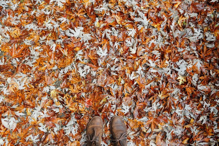 Brown boots standing on a ground covered with autumn leaves