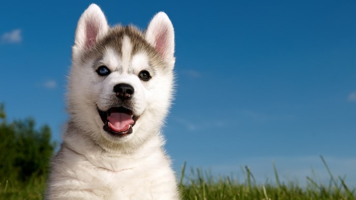 Husky puppy with blue sky and green grass