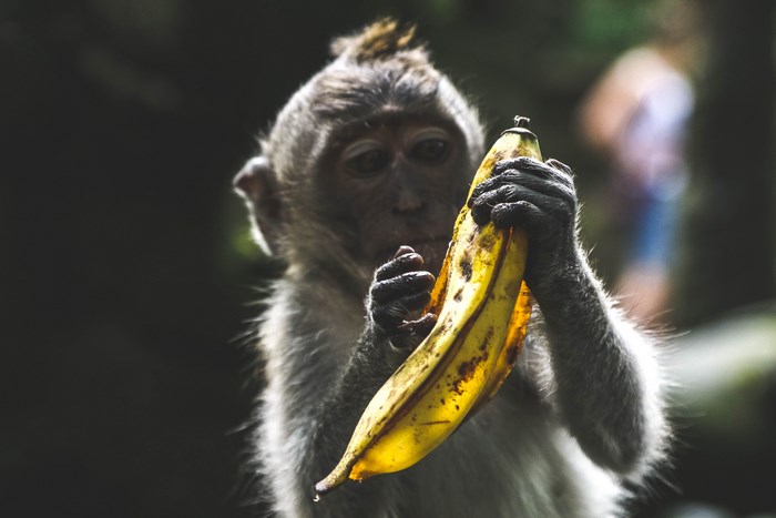 Monkey holding a banana in a forest
