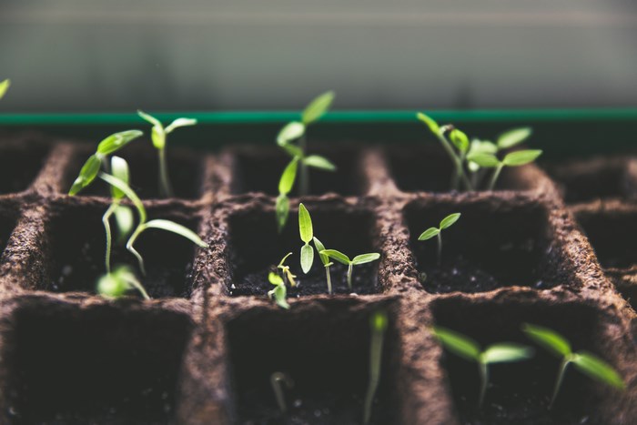 Seedlings growing in a peat pot tray