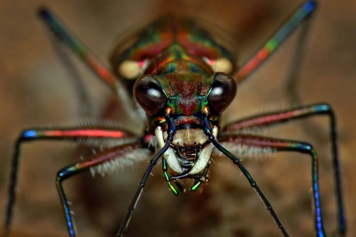 Close-up of a colorful tiger beetle