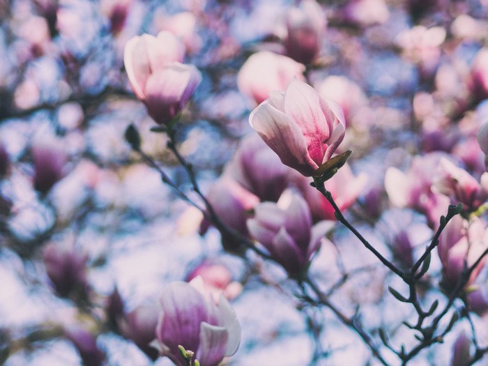 Pink Magnolia Flowers Blooming on Branches