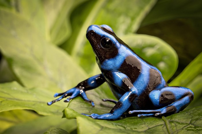 Blue and black poison dart frog on a leaf