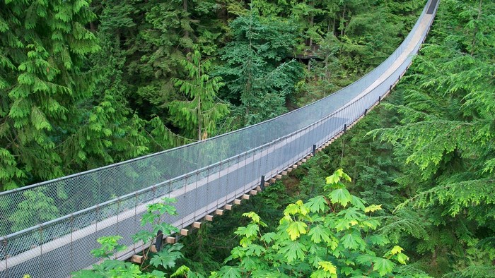 Capilano Suspension Bridge in a forest