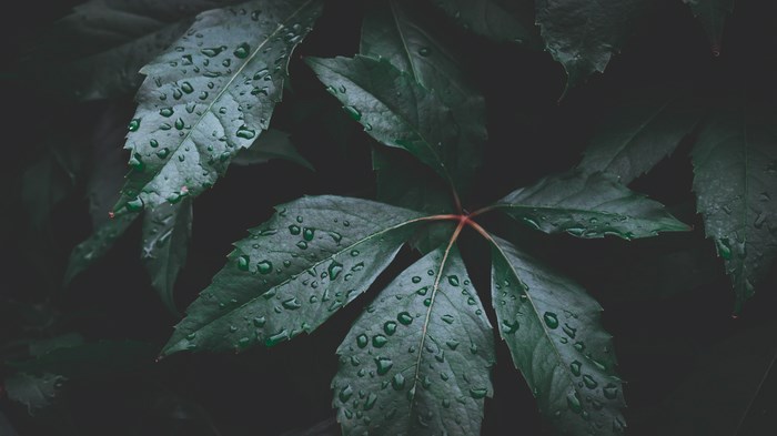 Dark Green Leaves with Water Droplets