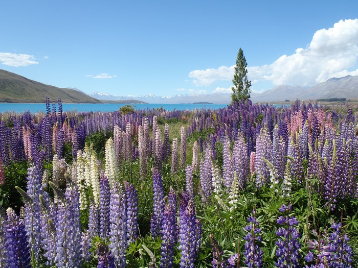 Field of lupines by a blue lake and mountains
