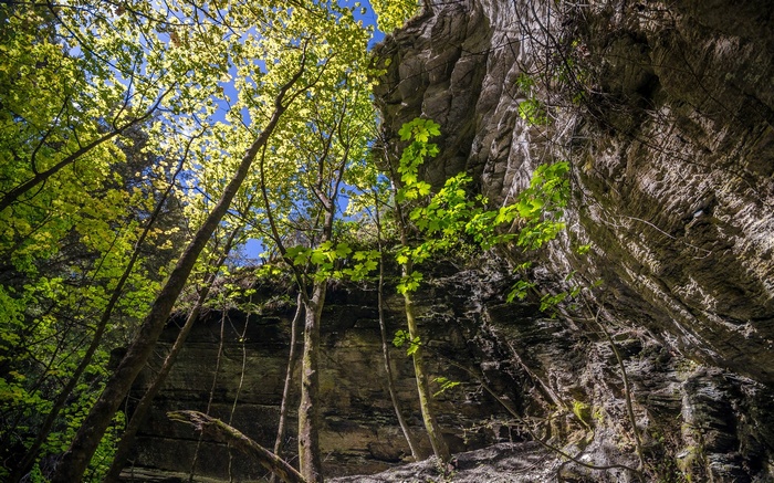 Trees and rock face looking up at the sky