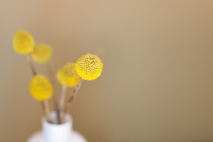 Yellow Billy Buttons in a White Vase