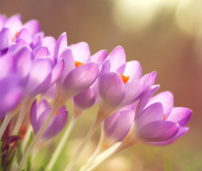 Purple Crocus Flowers in Spring