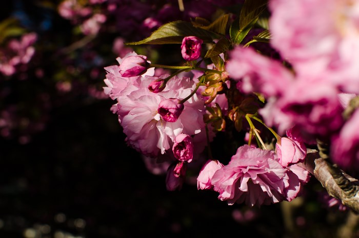 Pink cherry blossoms with buds in sunlight