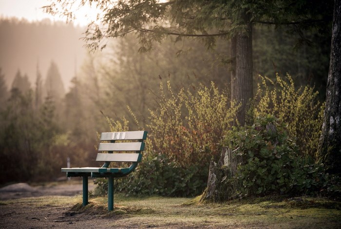 Bench in a misty forest at sunrise