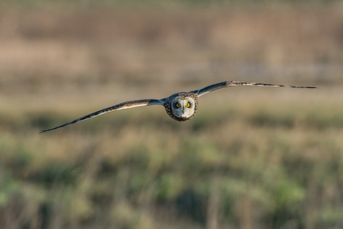 Short-eared owl in flight