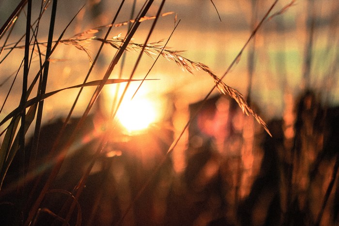 Golden Sunlight Through Wheat and Grass at Sunset