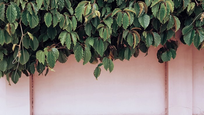 Green foliage hanging over a pink wall