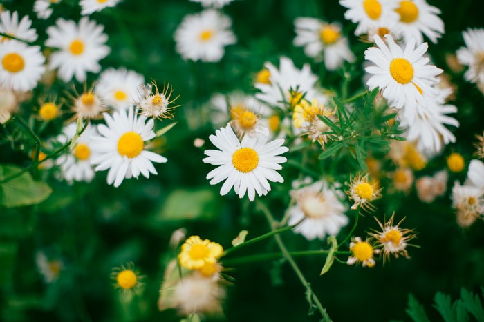 Bright White Daisies Blooming in Green Meadow