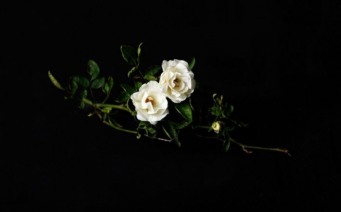 Two white roses on a dark background