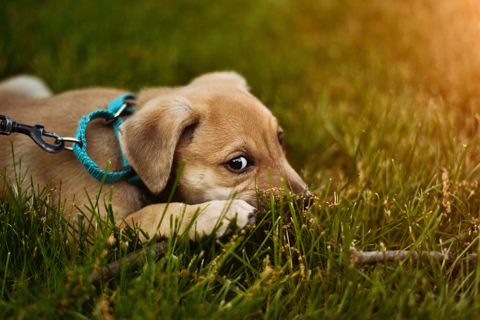 Puppy with a blue collar chewing on grass