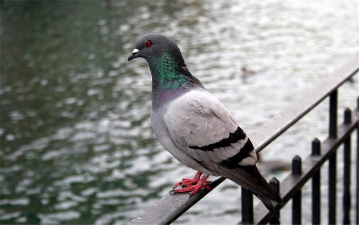 Pigeon perched on a railing near water