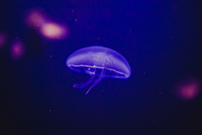 Glowing Blue Jellyfish in Dark Ocean