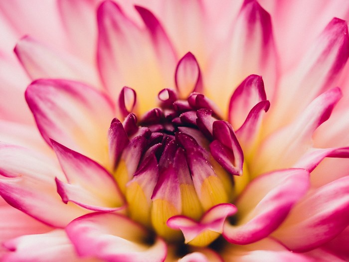 Close-up of a pink and yellow dahlia flower