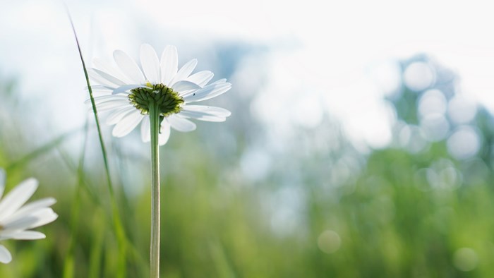 Close-up of a white daisy in a green field
