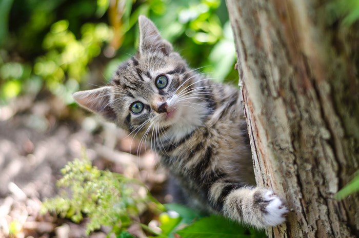 Curious Kitten Climbing Tree in Sunny Garden